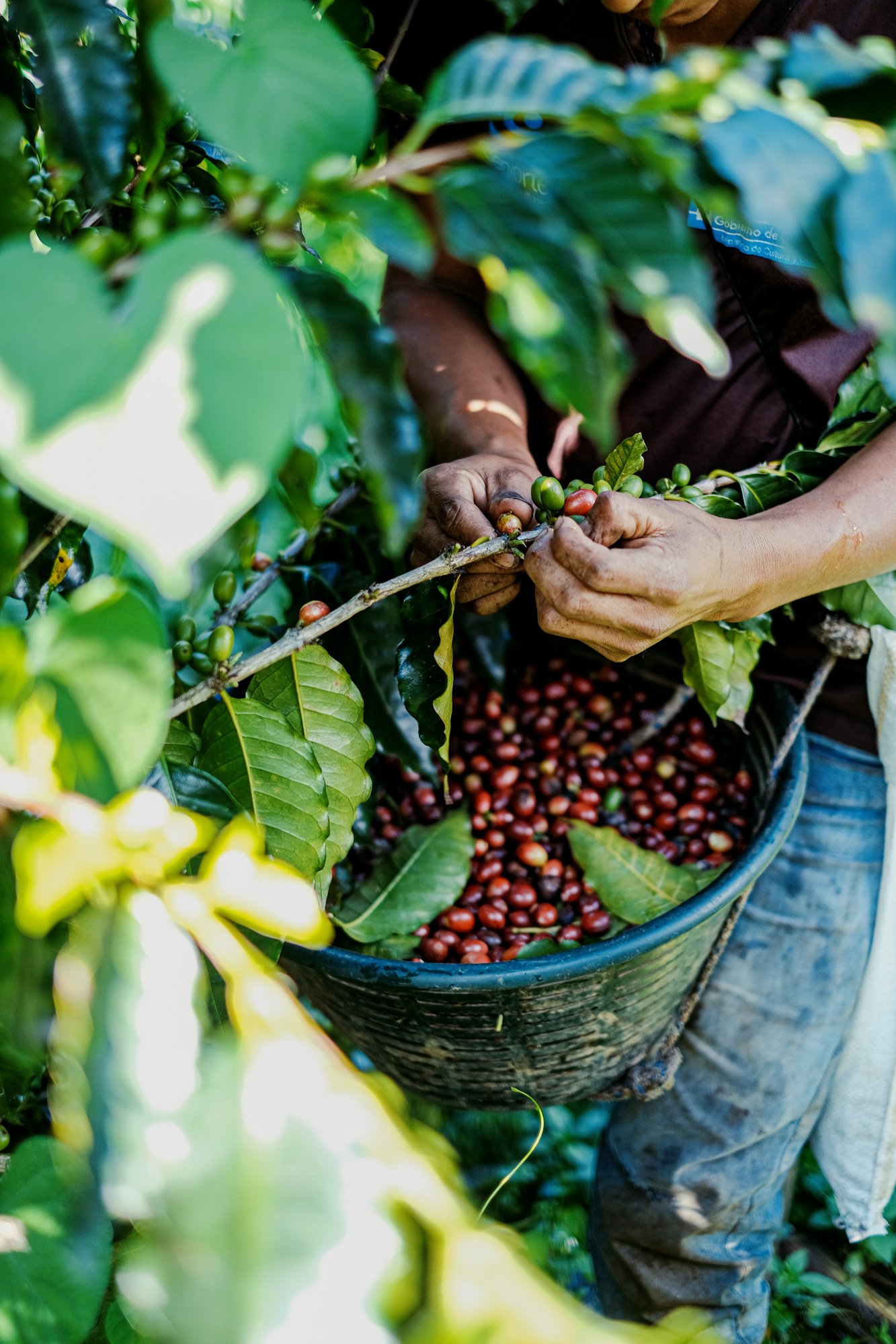 gerson-cifuentes-0-SWia-_xjA-unsplash gerson-cifuentes-0-SWia-_xjA-unsplash